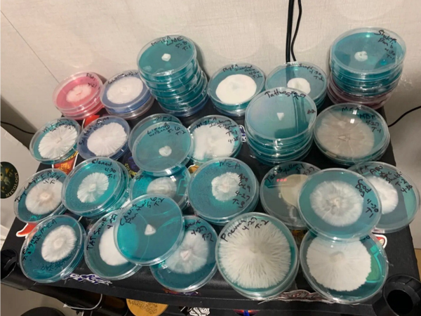 Agar Plates