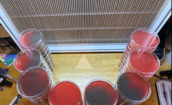 Bulk Blank Agar Plates
