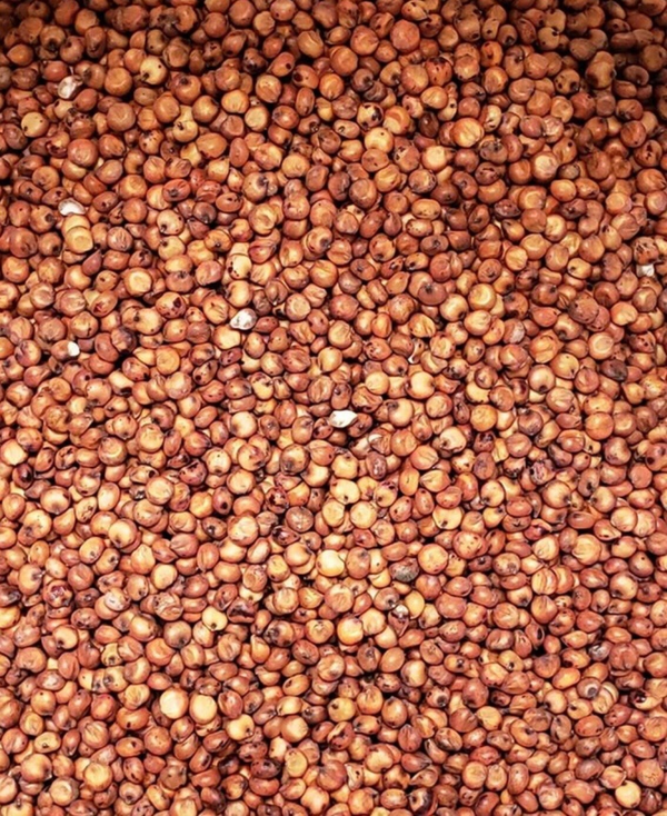 Sterilized Milo Grain
