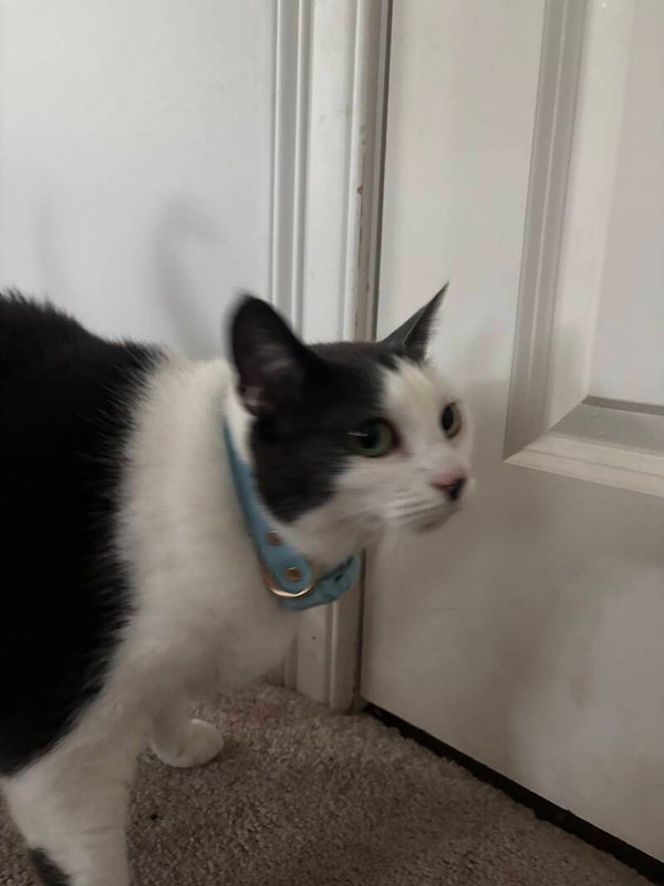 Kitty collars