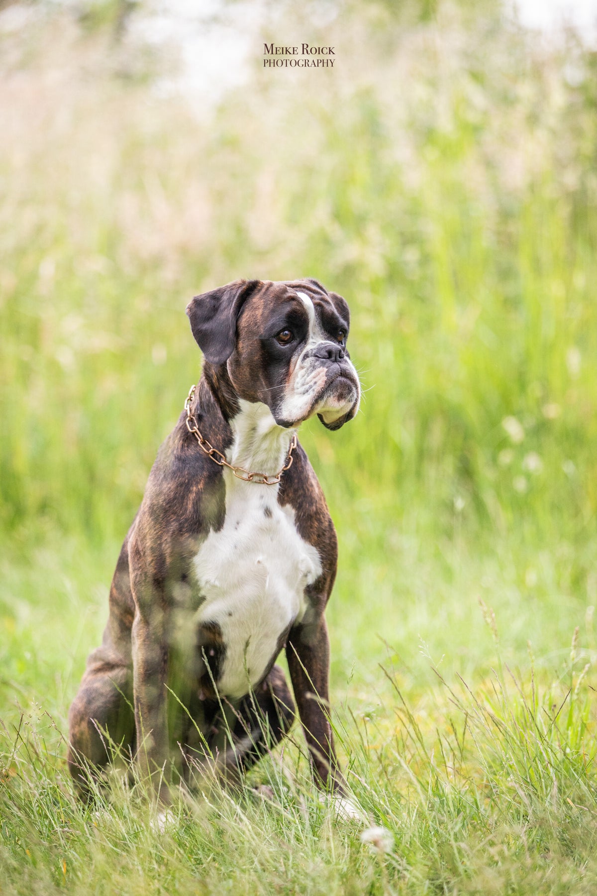 Boxer von der Bonewie