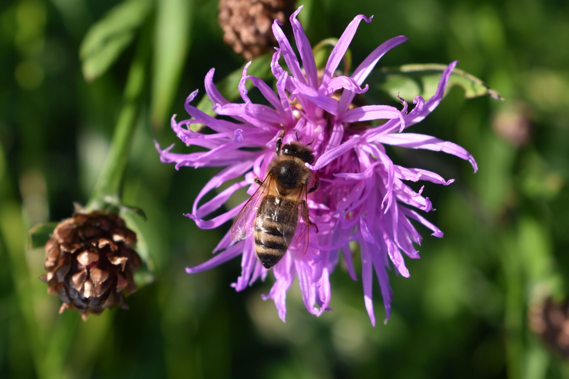 Fischbacher Bienenhonig Fischbacher Bienenhonig