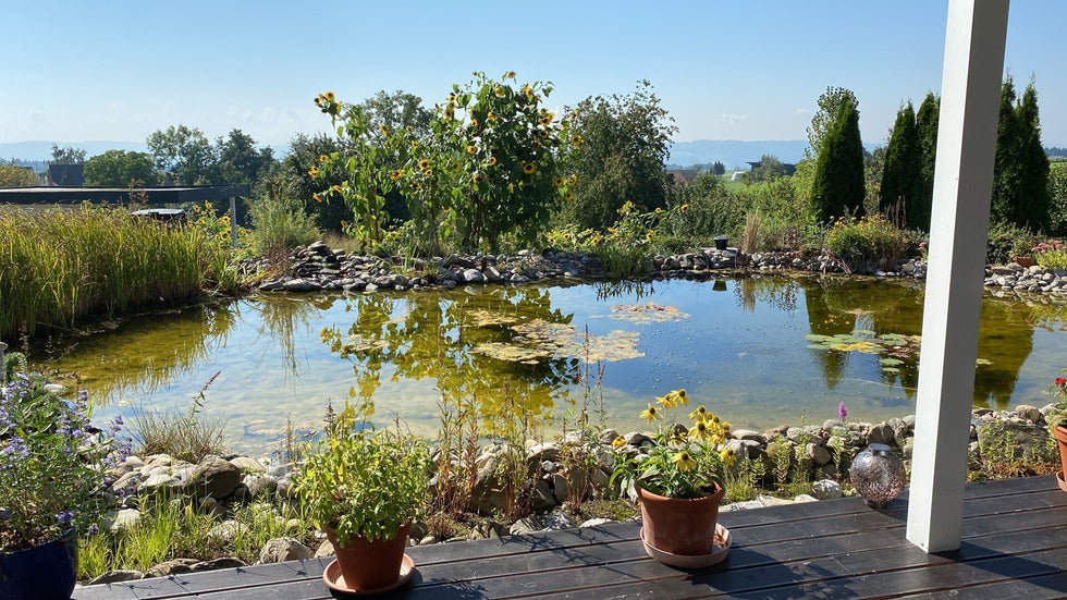 Grosser Teich mit Sonnenblumen im Hintergrund