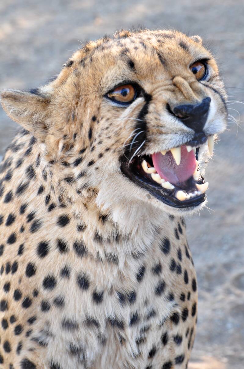 0012keetmanshoopcheetahparkjpg.jpg