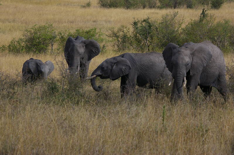 0049masaimaraolifantenjpg.jpg