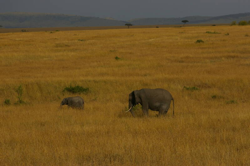0058masaimaraolifantenjpg.jpg