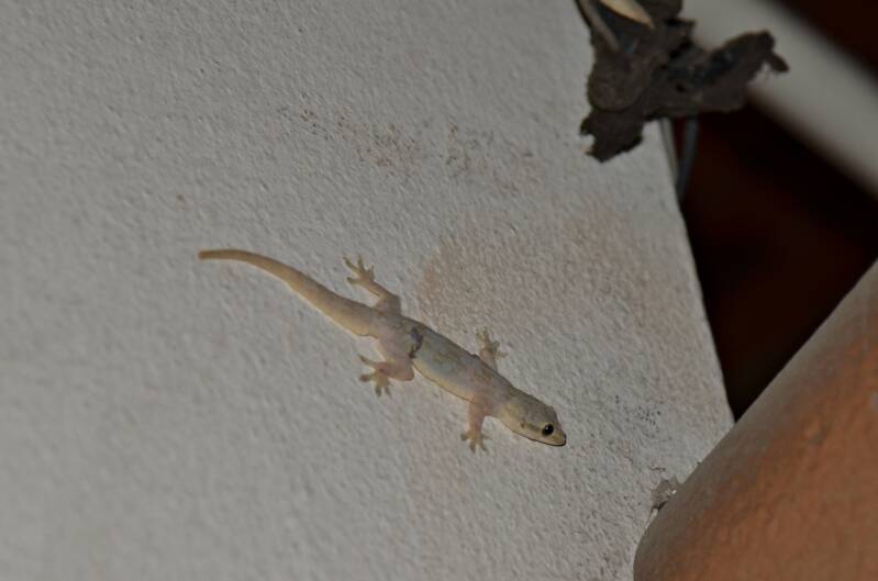 0117gekkojpg.jpg