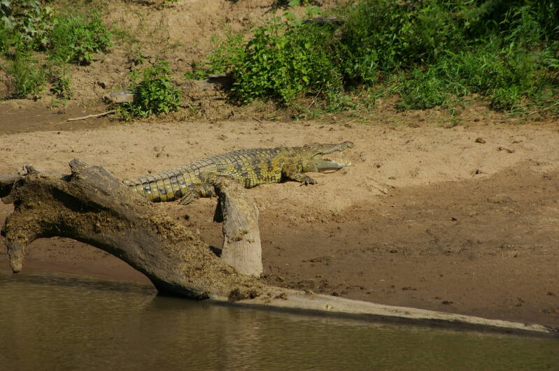 0119masaimarakrokodilbijdemararivierjpg.jpg