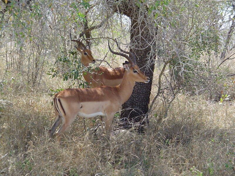 0126krugerparkimpala.jpg