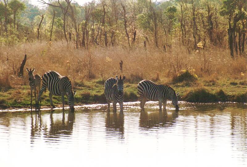 0138hwangenationalparkzebras.jpg