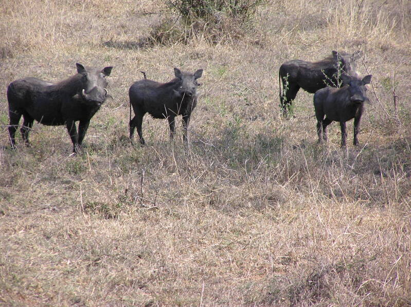 0151krugerparkwrattenzwijnenjpg.jpg