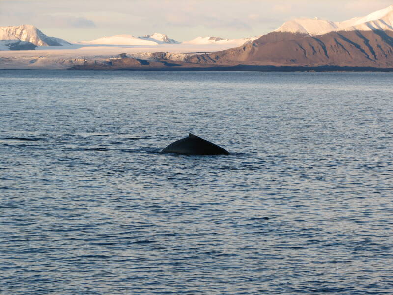 0151longyearbyen-ny-alesundbultrugwalvisjpg.jpg