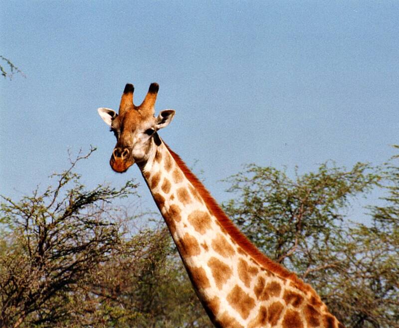 0152hwangenationalparkgiraffe.jpg