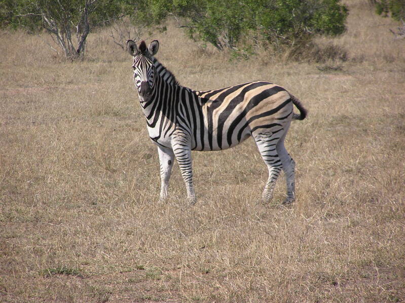 0154krugerparkzebrajpg.jpg