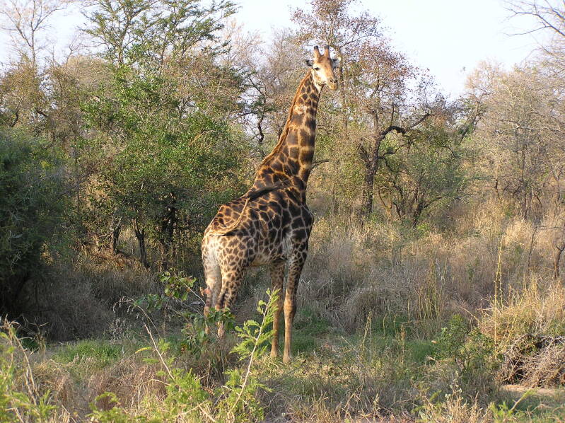 0155krugerparkgiraffejpg.jpg