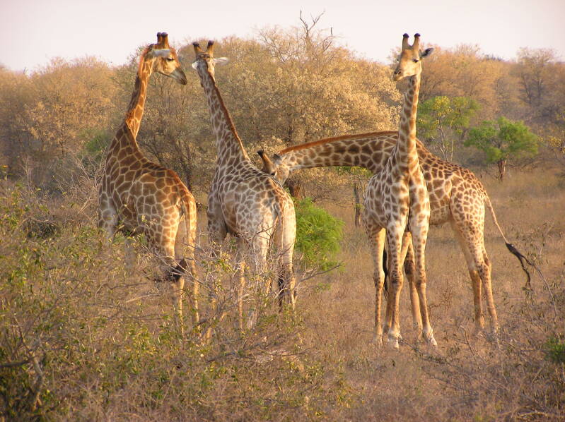 0159krugerparkgiraffesjpg.jpg