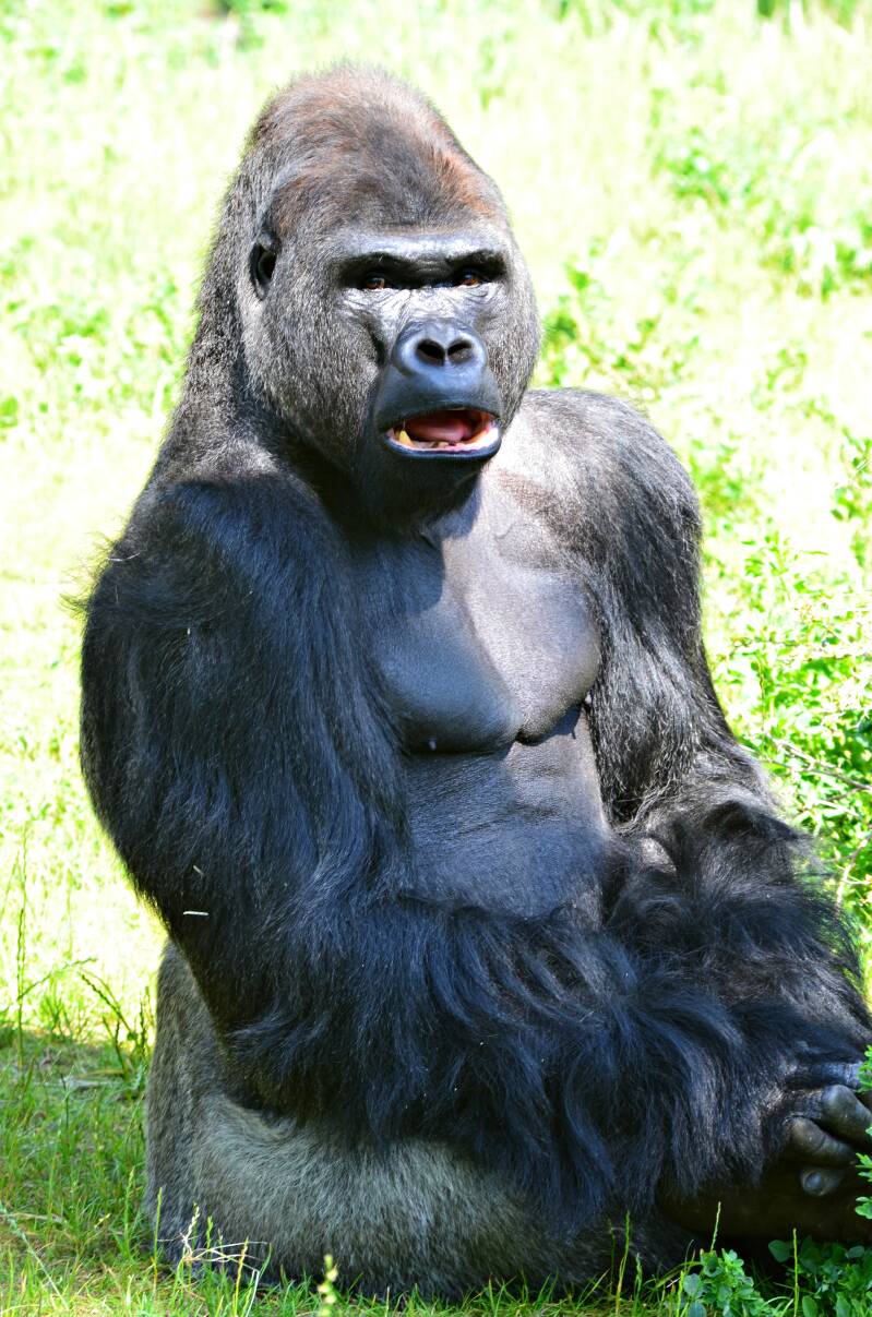 0161zooberlijnlaaglandgorillajpg.jpg