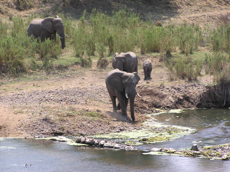 0168olifantenaanderandvankrugerparkjpg.jpg