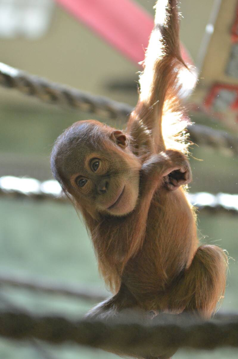 0175zooberlijnorangutanjpg.jpg