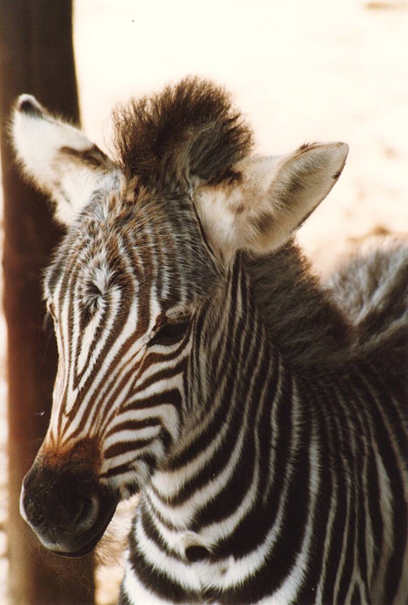 017harare-rusapezebra.jpg