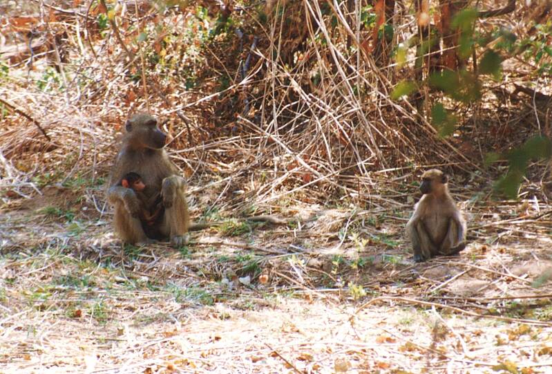 0201victoriafallsbavianen.jpg