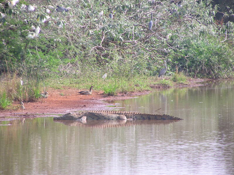 0206mlilwanereservaatkrokodiljpg.jpg