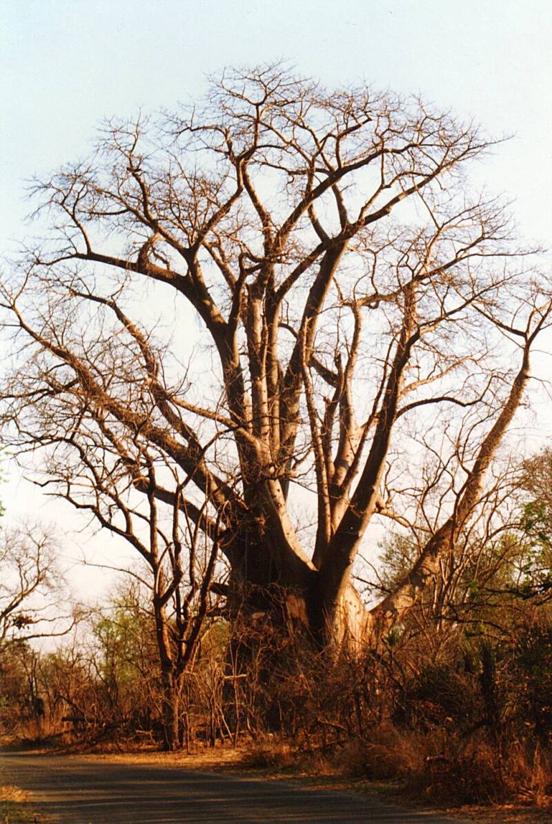0208victoriafallswandelingzambezibaobab.jpg