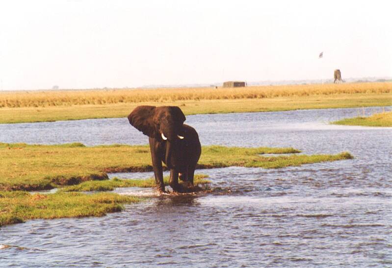0218chobeolifant.jpg