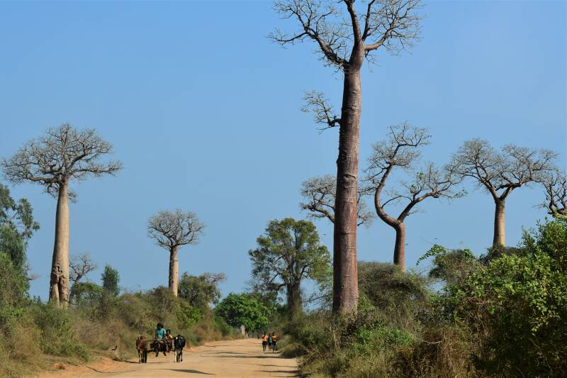 0219alledesbaobabs-tsiribihinarivierjpg-2.jpg