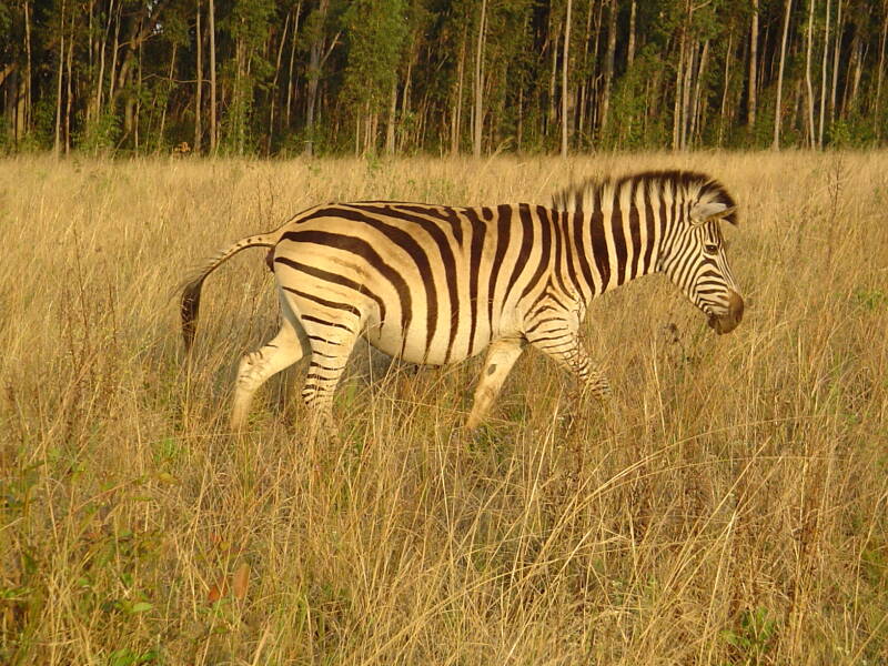 0226fietstochtmlilwanereservaatzebra.jpg