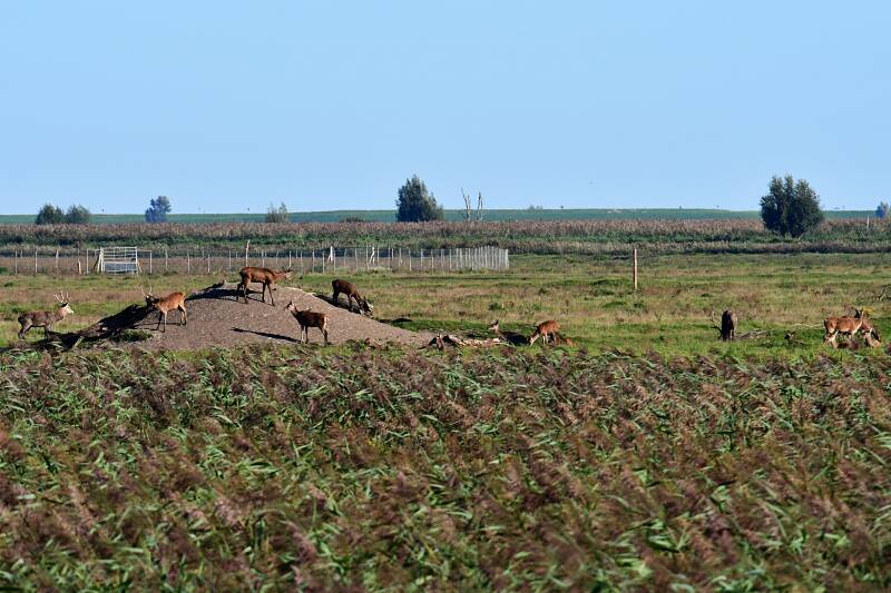 0231oostvaardersplassenwandelingkotterbosedelhertenjpg.jpg