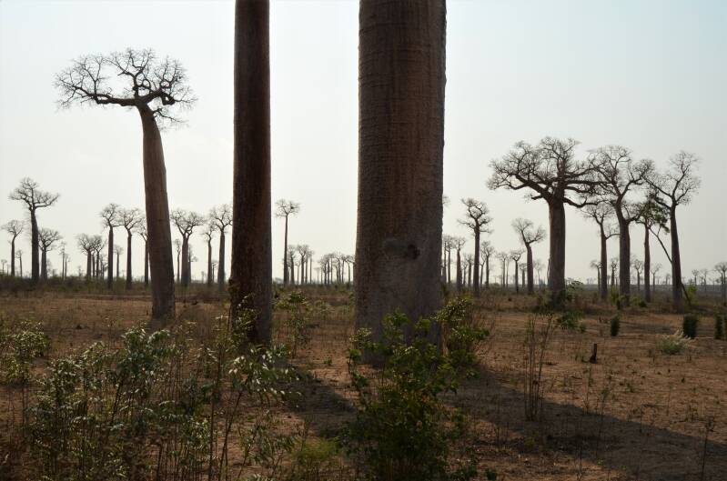 0239alledesbaobabs-tsiribihinarivierveelbaobabsjpg-1.jpg