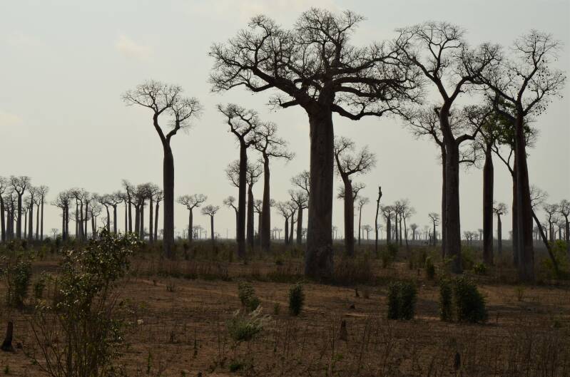 0241alledesbaobabs-tsiribihinarivierveelbaobabsjpg-1.jpg