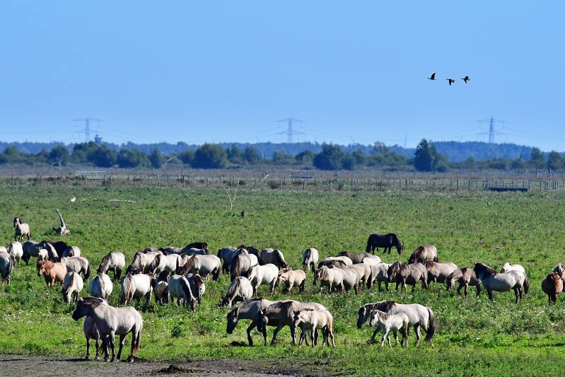 0253oostvaardersplassennatuurbelevingcentrumdeoostvaarderskonikpaardenjpg.jpg