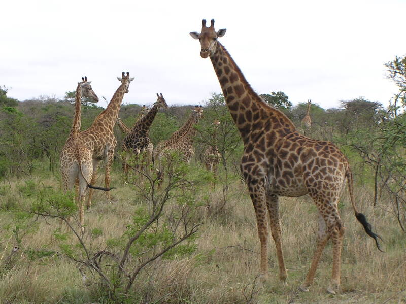 0260hluhluwenpgiraffes.jpg