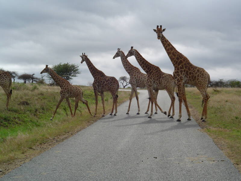 0263hluhluwenpgiraffes.jpg