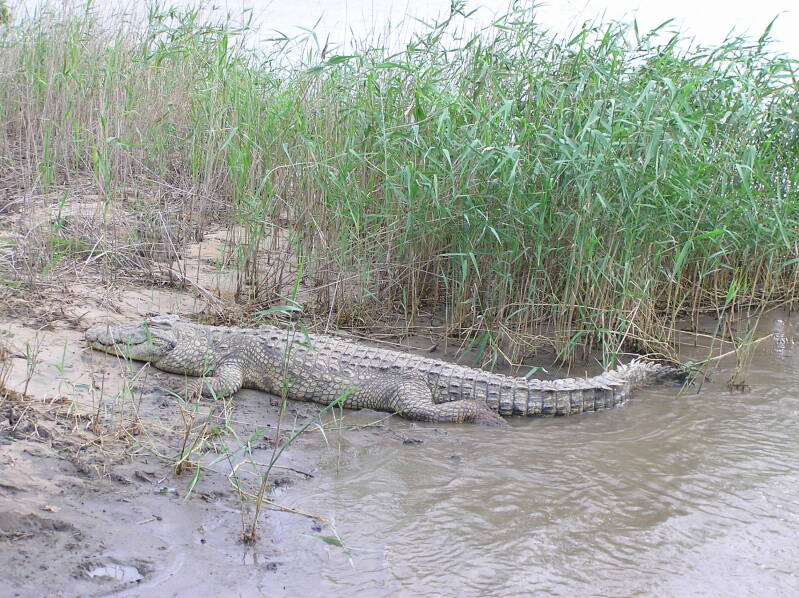 0279greaterstluciawetlandparkkrokodiljpg.jpg