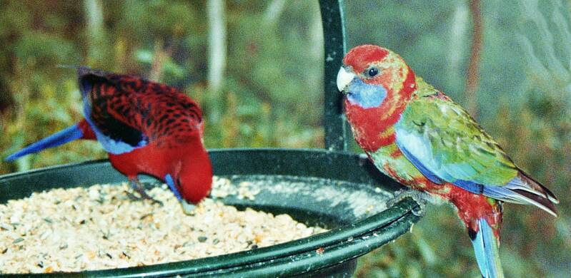 028bluemountainsrosellas.jpg