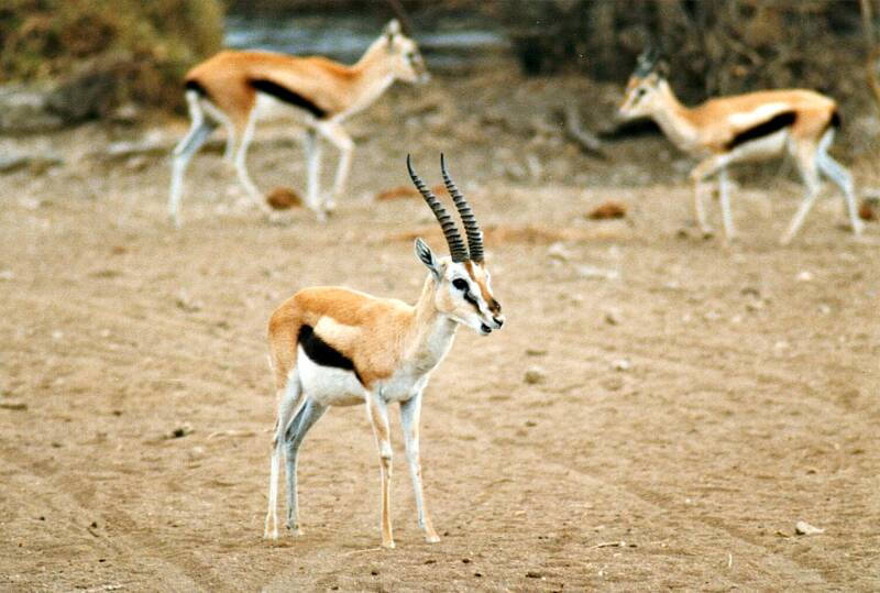 031serengetithomsongazelles.jpg