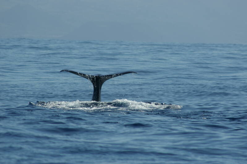 0336potvisspermwhalejpg.jpg