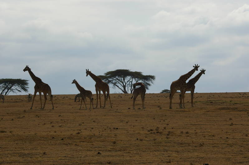 0338lakenaivashagamewalkmasaigiraffesjpg.jpg