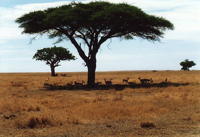 034serengetithomsongazellesengrandgazelles.jpg