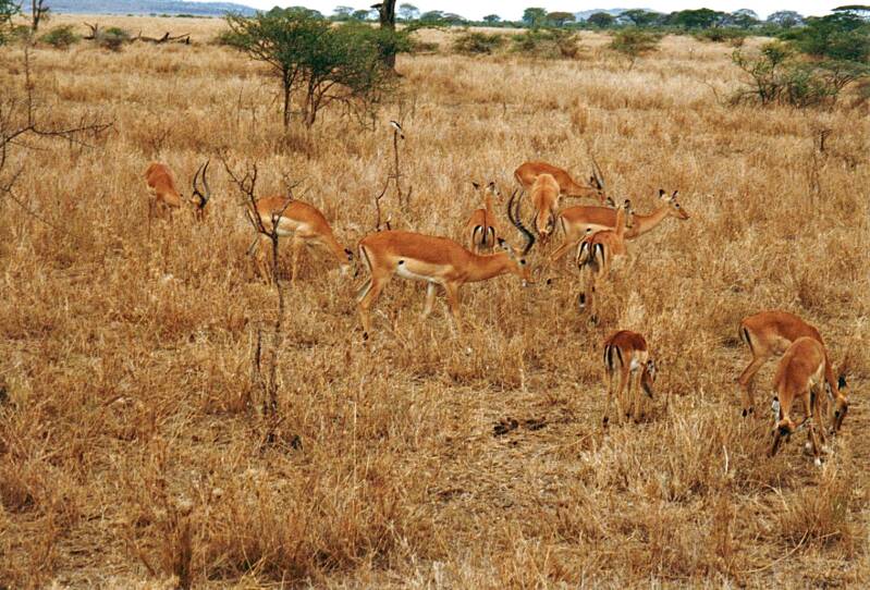 036serengetiimpalas.jpg