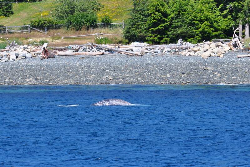 0371whalewatchinggrijzewalvisjpg.jpg