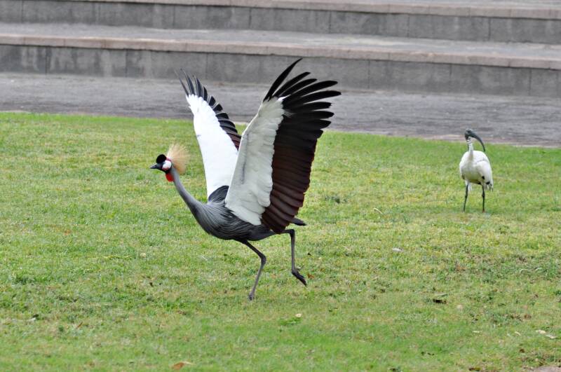 0392jungleparkroofvogelshowkroonkraanvogeljpg.jpg