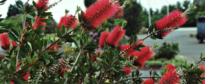 039bottlebrushbloem.jpg