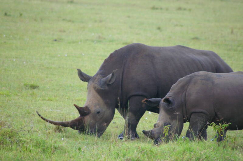 0413nakurunpwitteneushoornsjpg.jpg