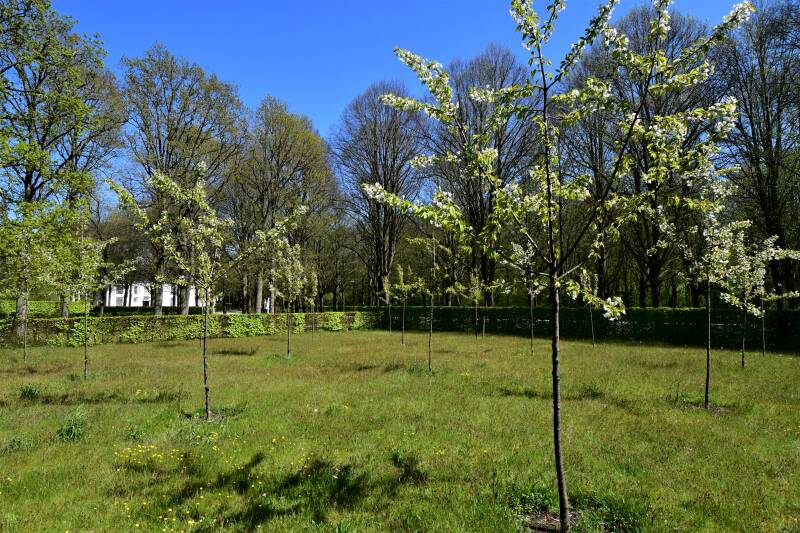 0417buitenplaatsbeeckestijnkersenboomgaardjpg.jpg