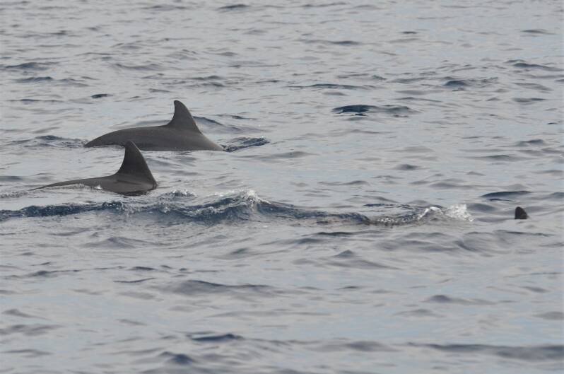 0420panglaoboottourdolfijnenjpg.jpg