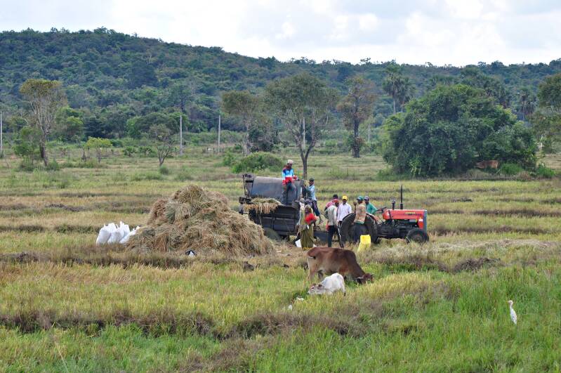 0423onderweganuradhapura-trincomaleezwaarwerkinderijstveldenjpg.jpg